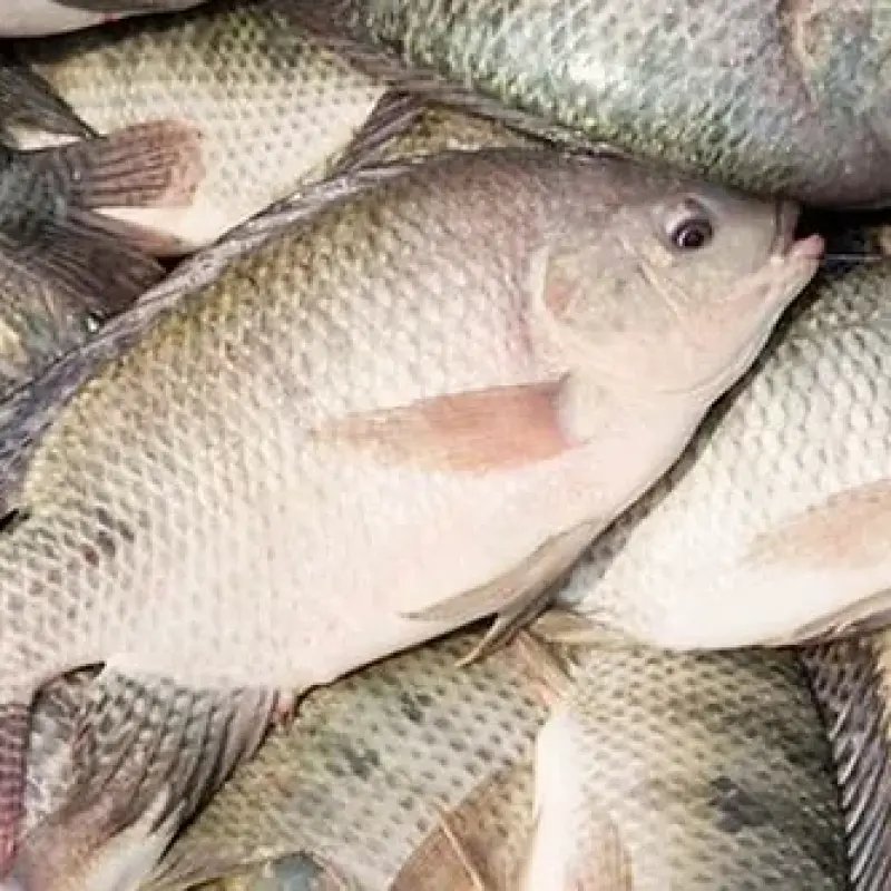 Telapia (1kg)